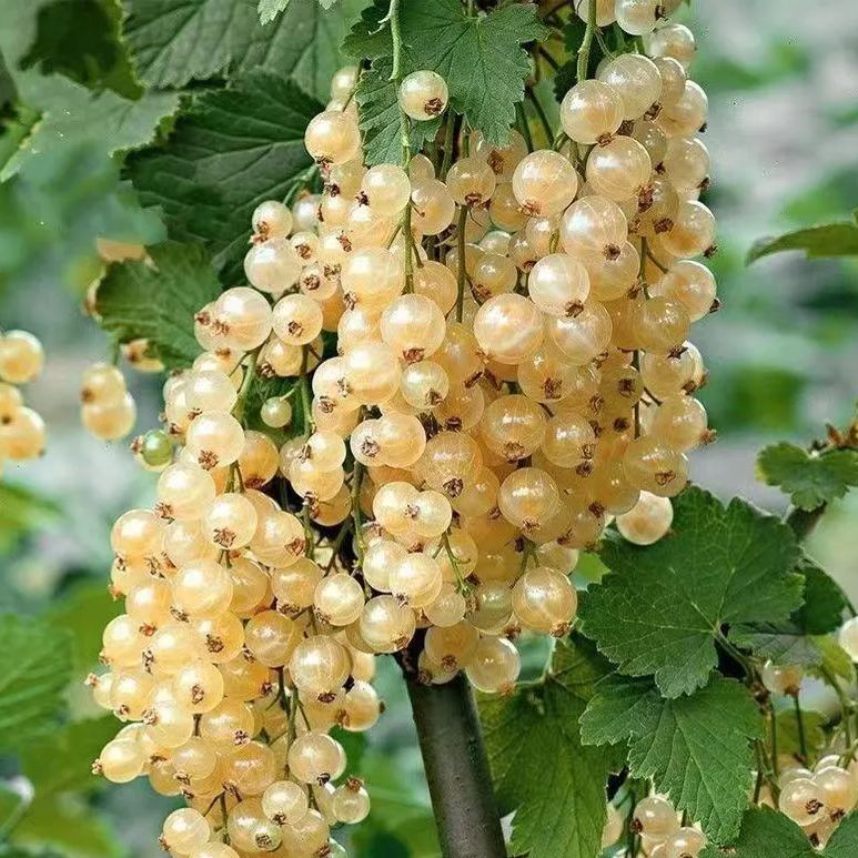 🎆Hot Sale🥂 The  Lantern Shaped Gooseberry Seeds🍒
