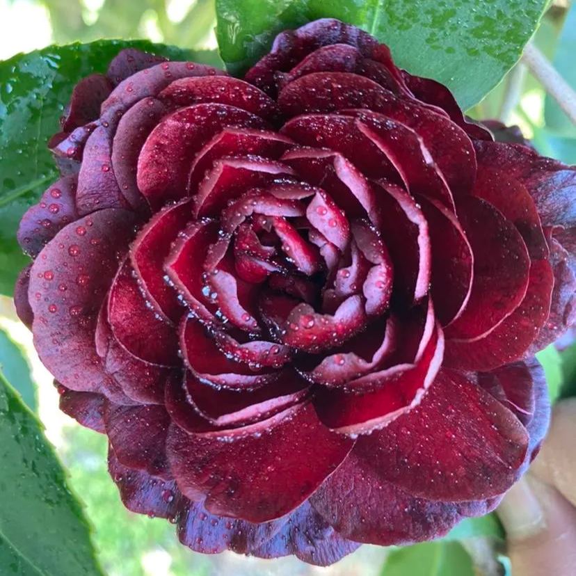 Mochuan Camellia Seeds