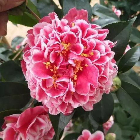 Dragon Fire Pearl Camellia Seeds