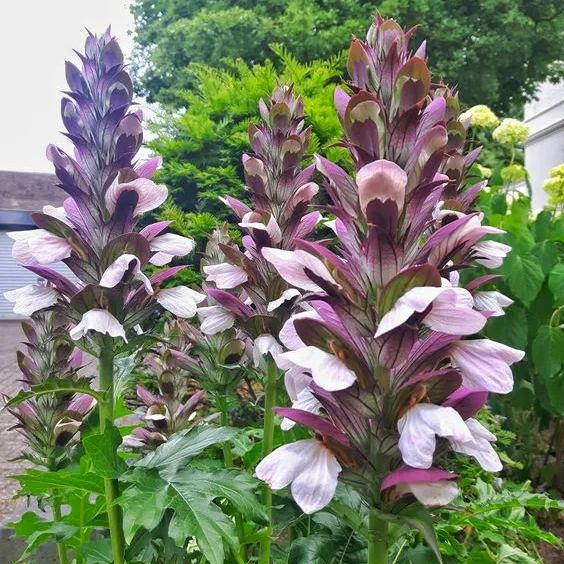 💥50% OFF 🌿Bears Breeches (Acanthus spinosus) Seeds
