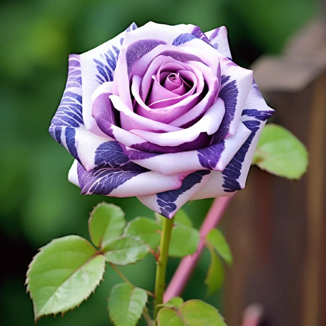 https://img-va.myshopline.com/image/store/1689135872829/-17060048101513.png?w=1080&h=1440