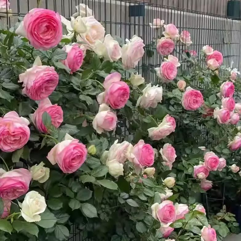 [Copy]Purple climbing rose seeds