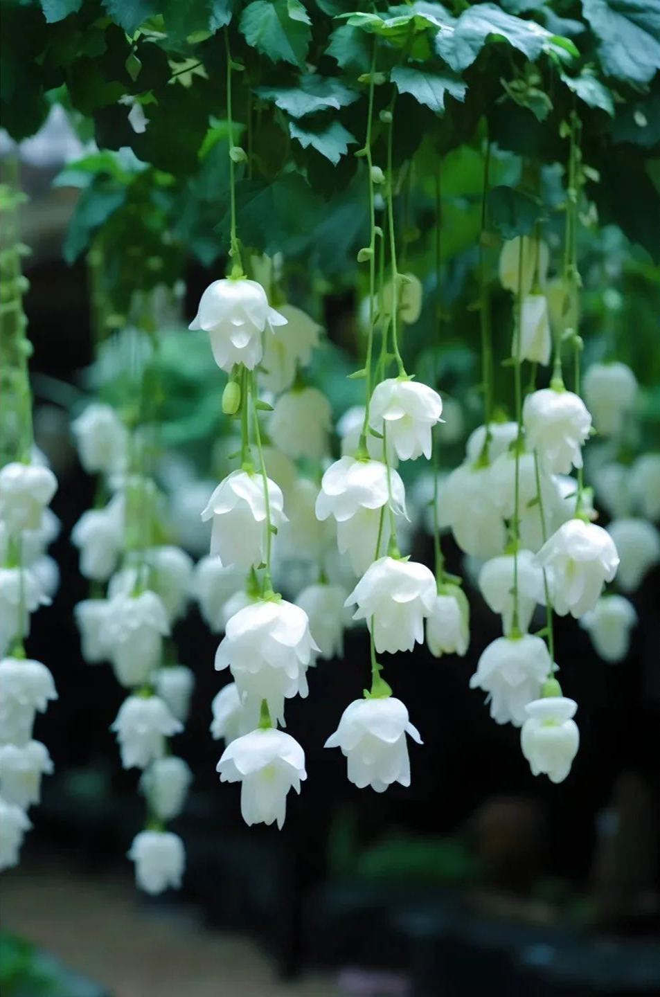 Draping Silk Begonia Seeds