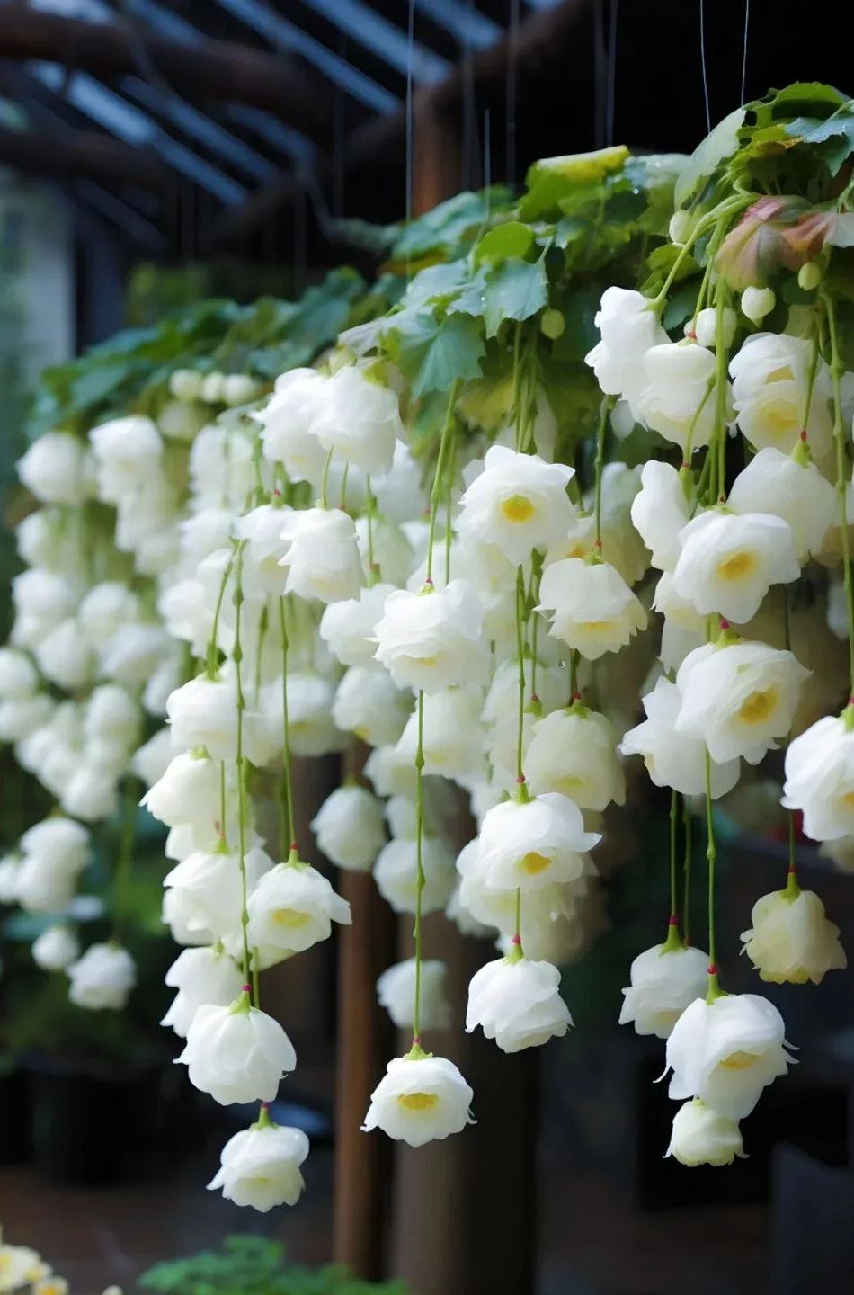 Draping Silk Begonia Seeds