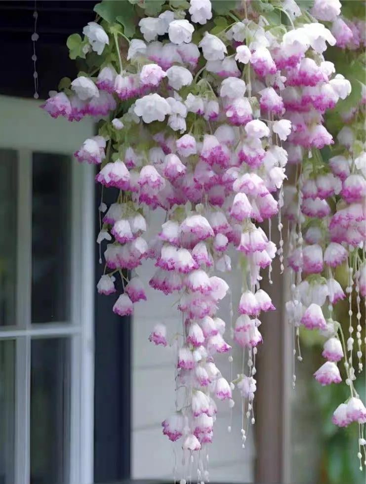 Draping Silk Begonia Seeds
