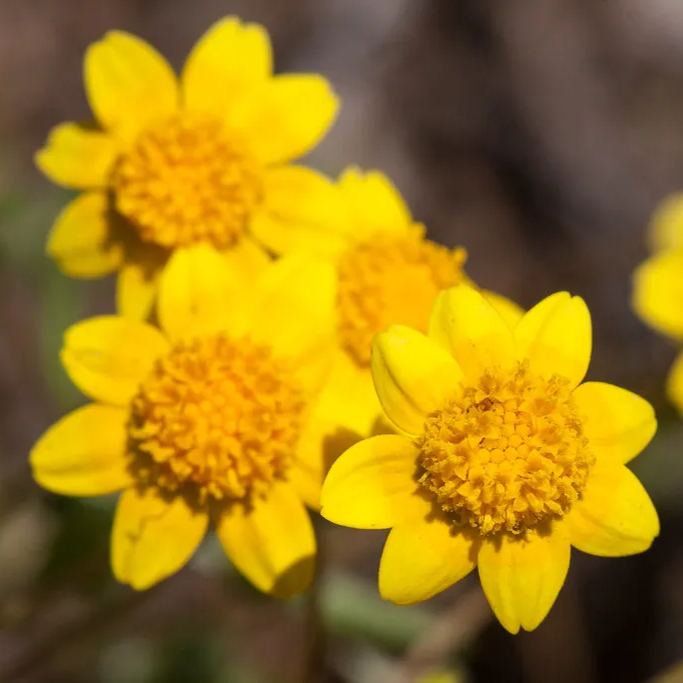 🌞Spring Limited💛💛Exclusive Yellow Wildflower Seed Mix