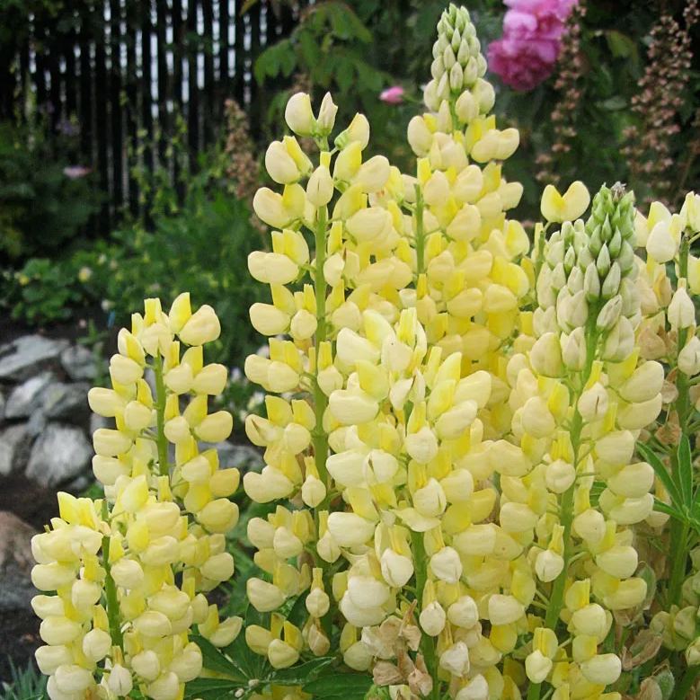 🌞Spring Limited💛💛Exclusive Yellow Wildflower Seed Mix