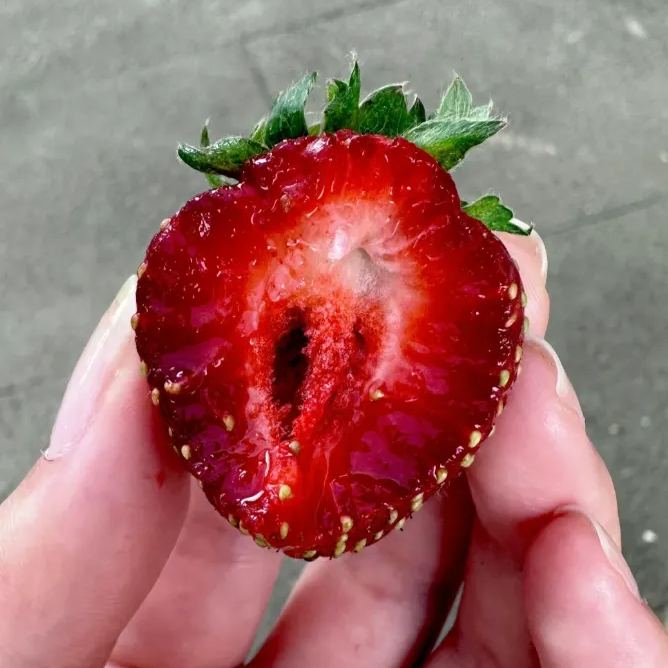 🥰New Variety✨🍓Black Pearl Strawberry Seeds