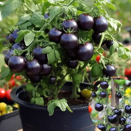 🍒 56% OFF🔆Dwarf Bonsai Cherry Tomatoes