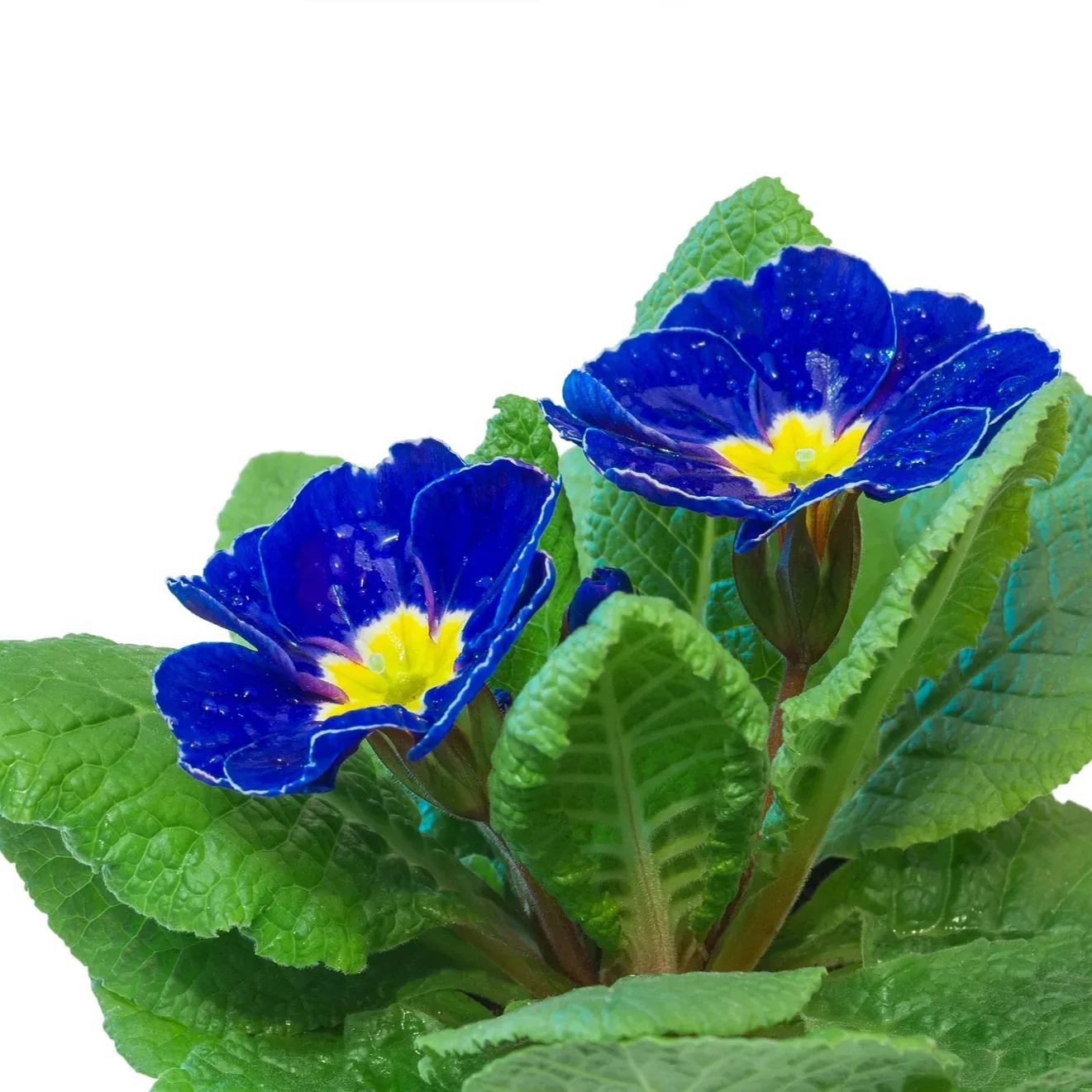 ✨Spring Hot Sale💙💙Blue English Primrose Seeds