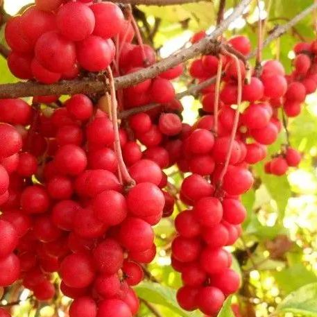 🎇Spring Delicacies-Pearl Fruit Seeds🍇
