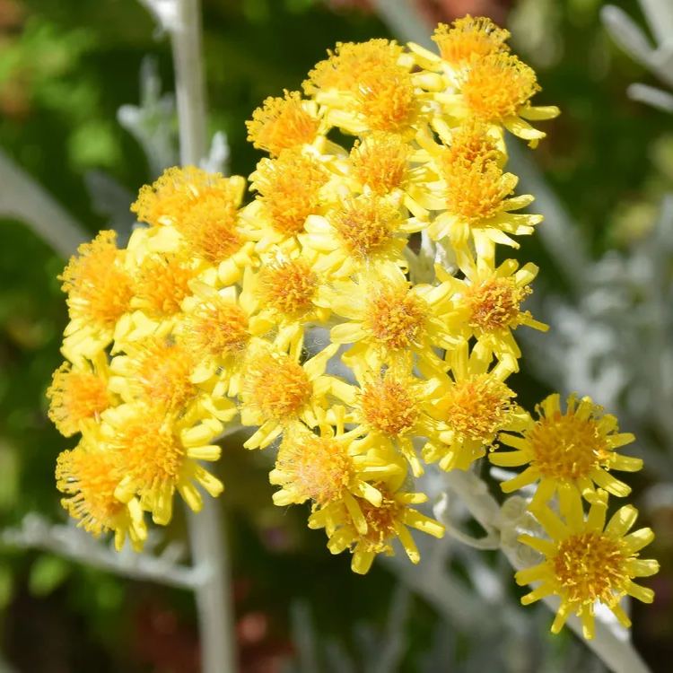 🌱☃️Snow Fairy in Summer✨Silverdust Dusty Miller Seeds