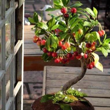 Rainier Cherry Fruit Seeds