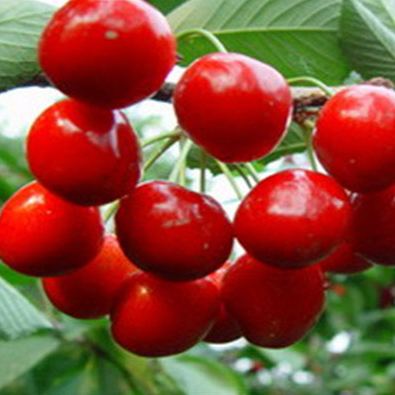 Rainier Cherry Fruit Seeds