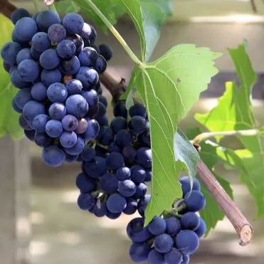 🎉Hot Sale-Miniature Grape Vine Seeds🍇