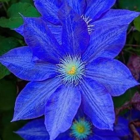 🍺Clematis Seeds💜