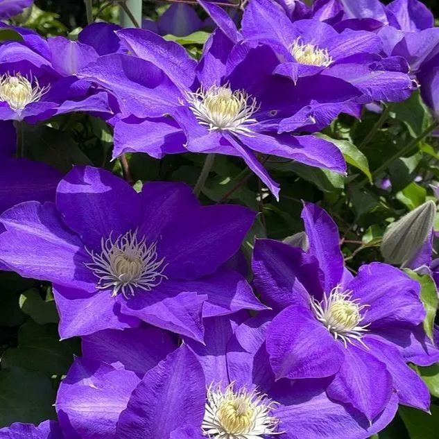 🍺Clematis Seeds💜