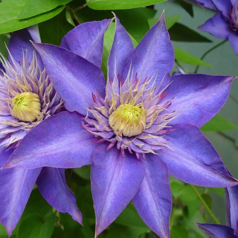 🍺Clematis Seeds💜