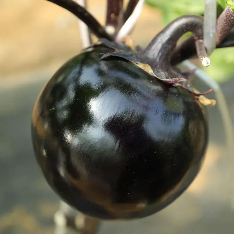 😲2024 New Variety🍆🖤Huge Black Round Eggplant Seeds