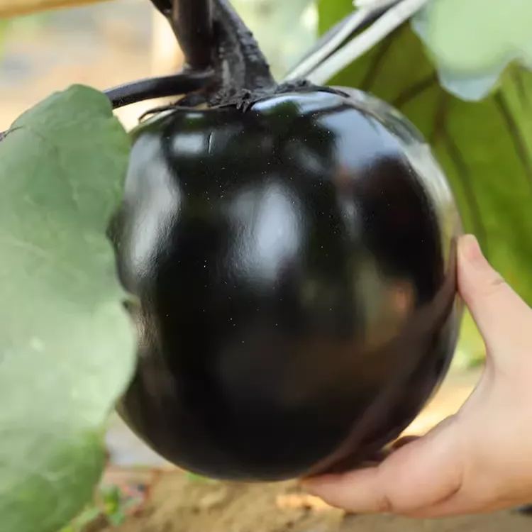 😲2024 New Variety🍆🖤Huge Black Round Eggplant Seeds