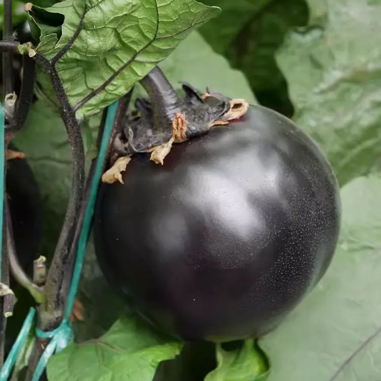 😲2024 New Variety🍆🖤Huge Black Round Eggplant Seeds