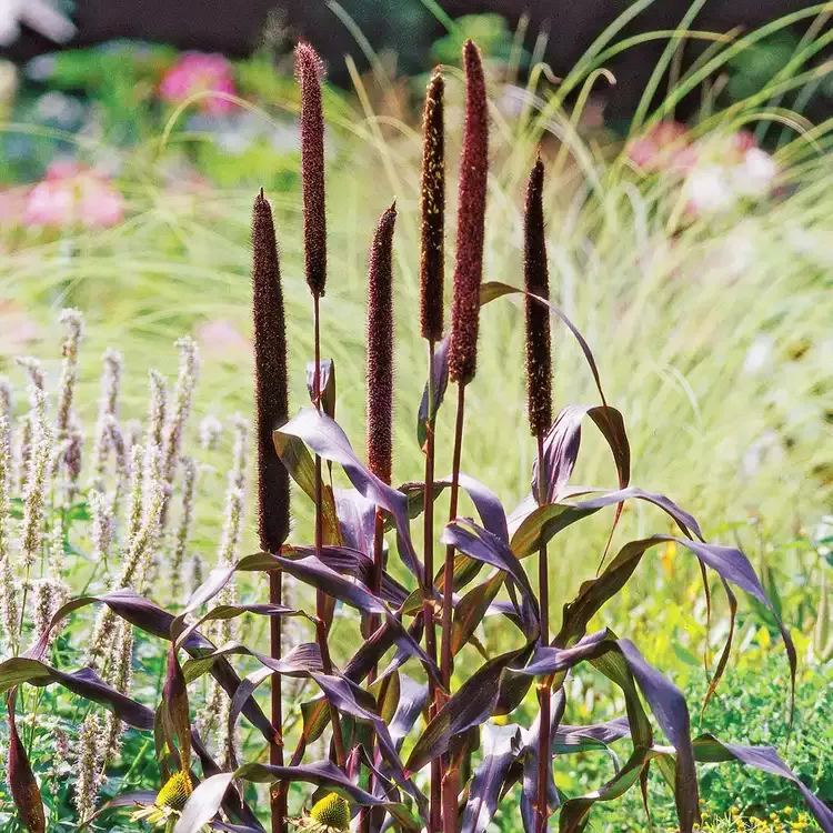 🪴Pennisetum seeds lawn ornamental grass seeds
