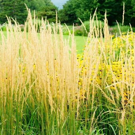Calamagrostis Epigejos Seeds Courtyard Ornamental Landscape Design