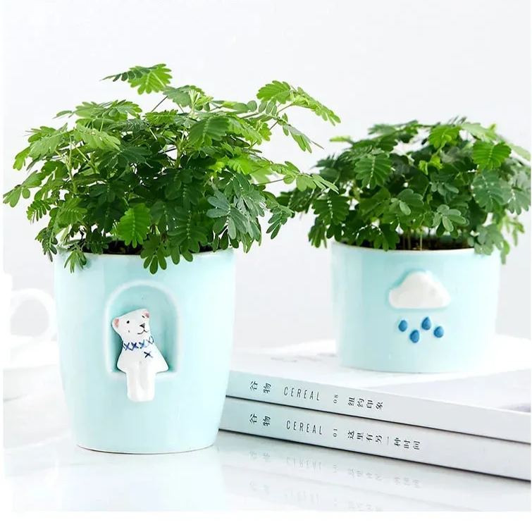 COLORFUL MIMOSA SEEDS