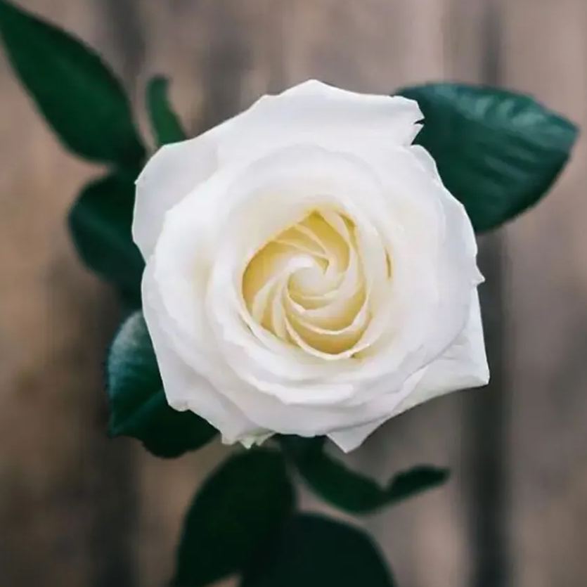 https://img-va.myshopline.com/image/store/1689135872829/-17071904408861.jpeg?w=960&h=1280