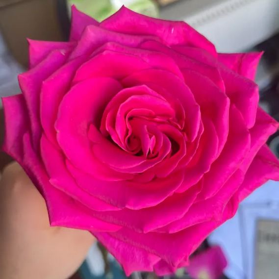 https://img-va.myshopline.com/image/store/1689135872829/-17071907044152.png?w=677&h=643