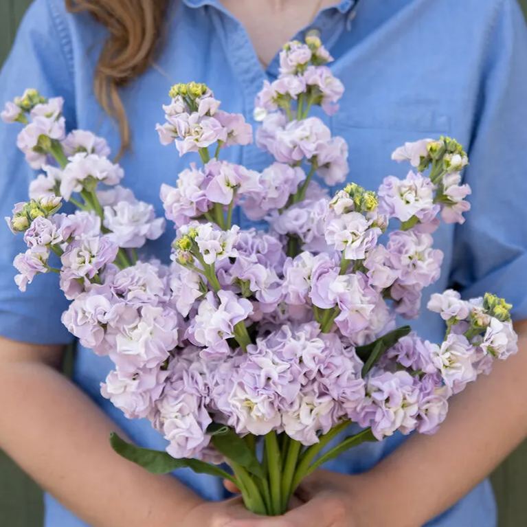 💜Spring Hot Seller🥰✨Iron Purple Matthiola Incana Seeds 