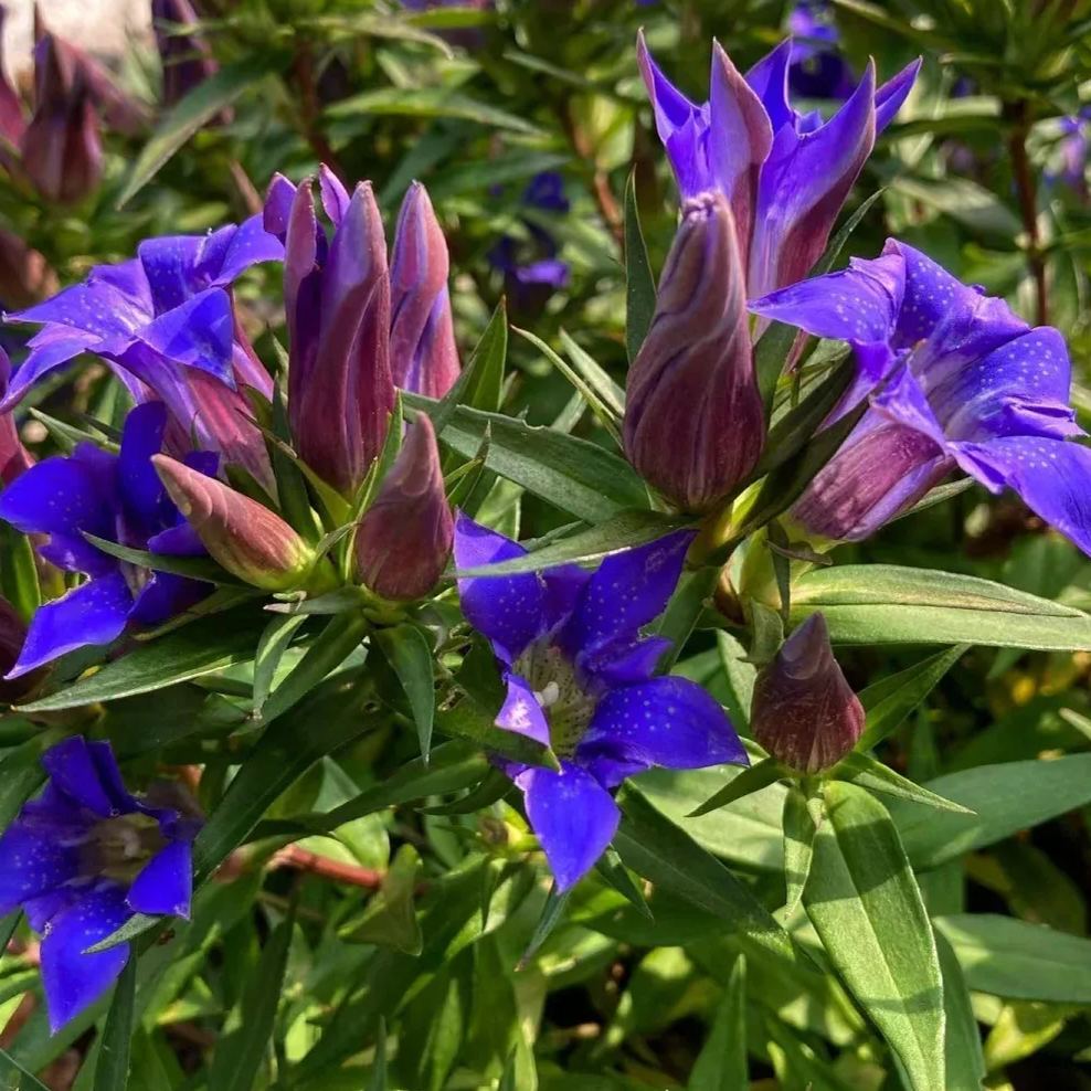 💥Hot selling💜Gentian Flower Seeds🐉