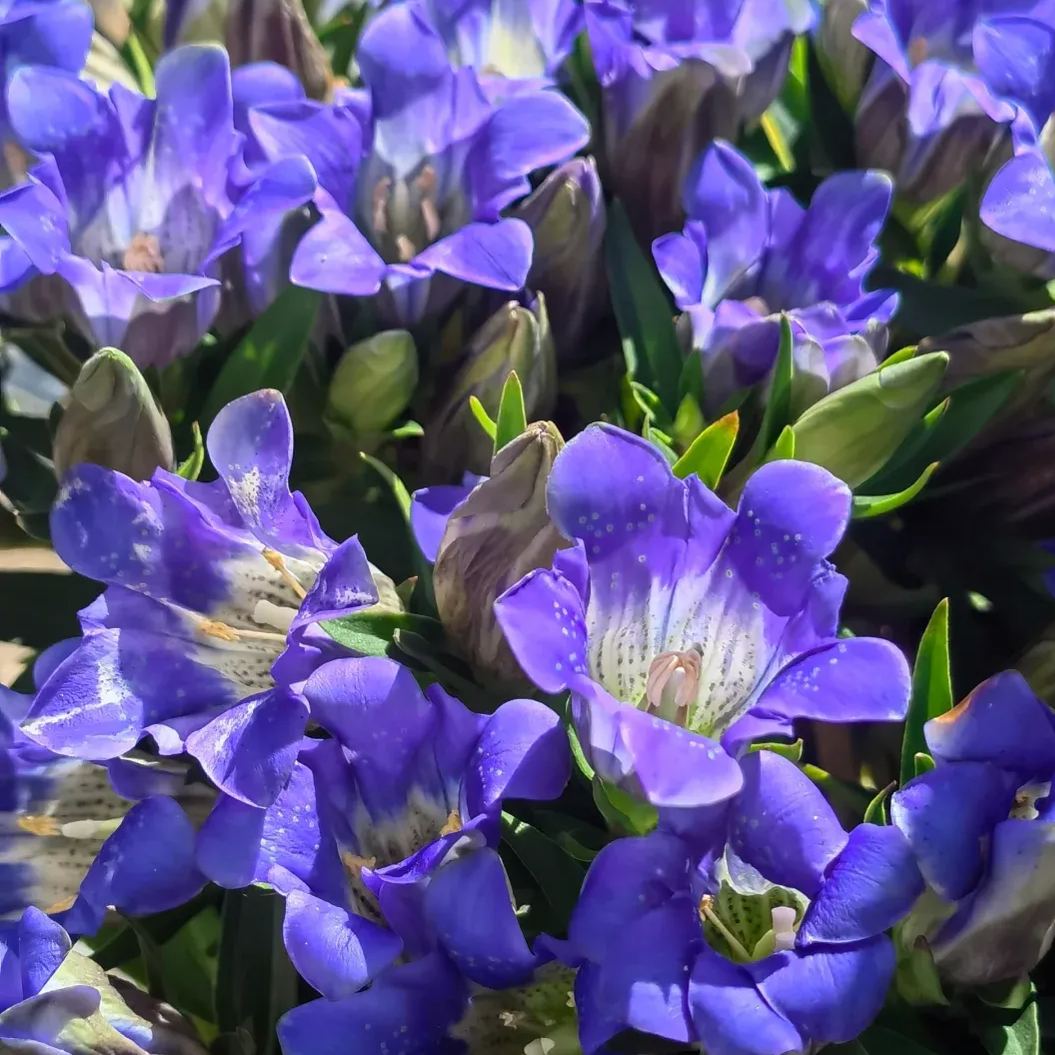 💥Hot selling💜Gentian Flower Seeds🐉