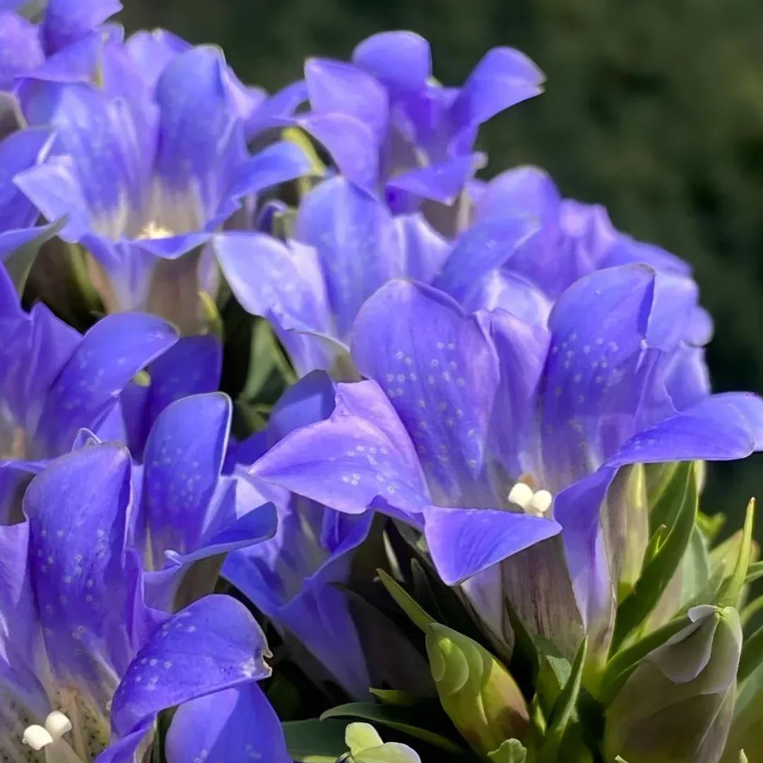 💥Hot selling💜Gentian Flower Seeds🐉