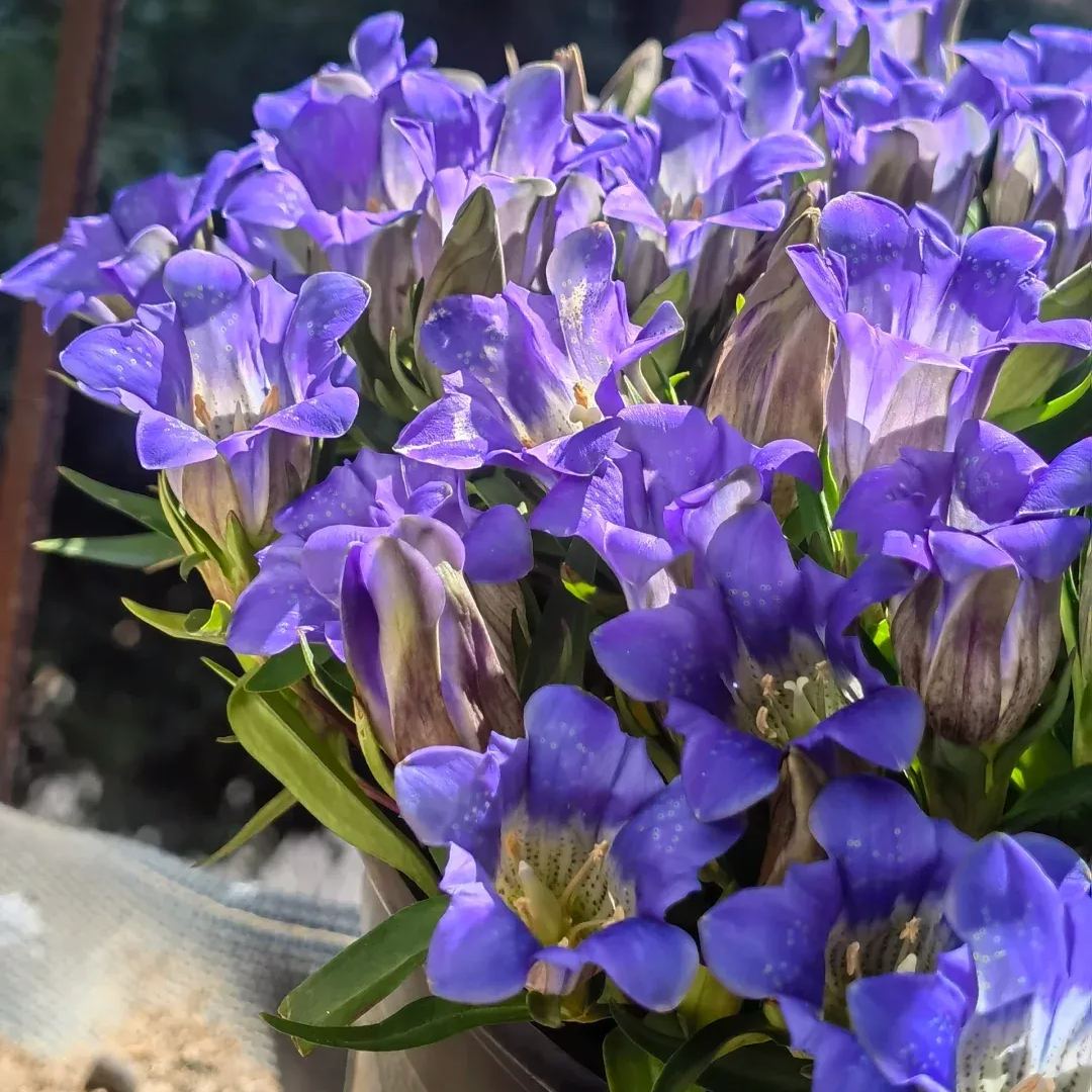 💥Hot selling💜Gentian Flower Seeds🐉