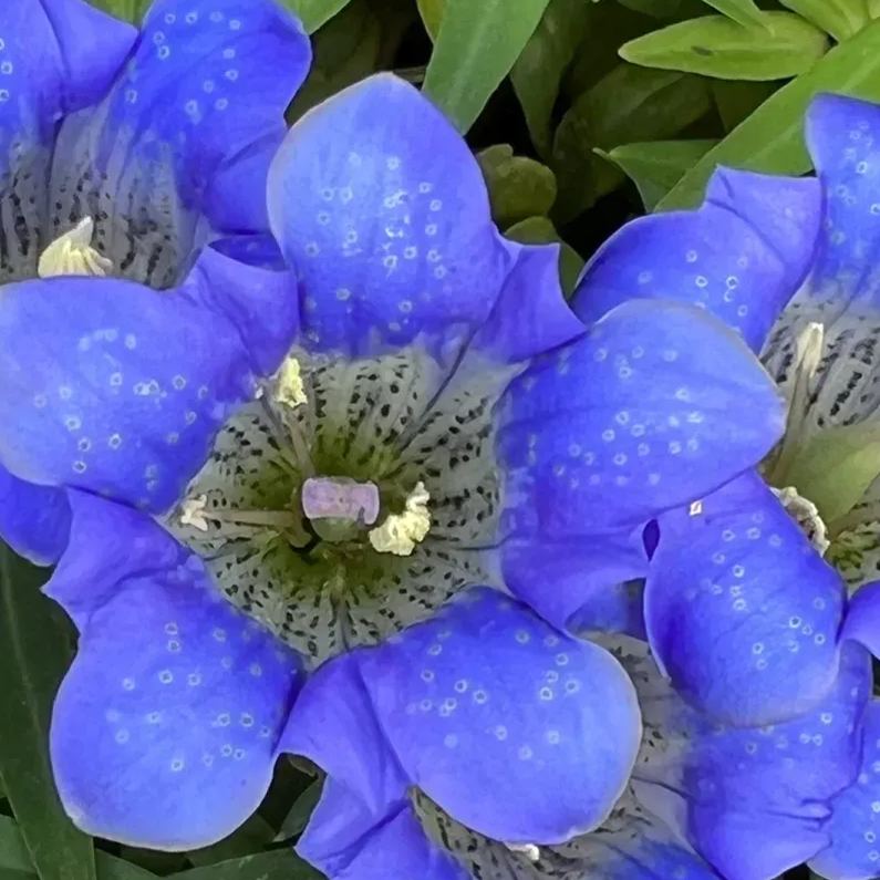 💥Hot selling💜Gentian Flower Seeds🐉