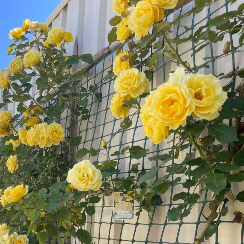 [Copy]💜Purple Rainy Climbing Rose Seeds
