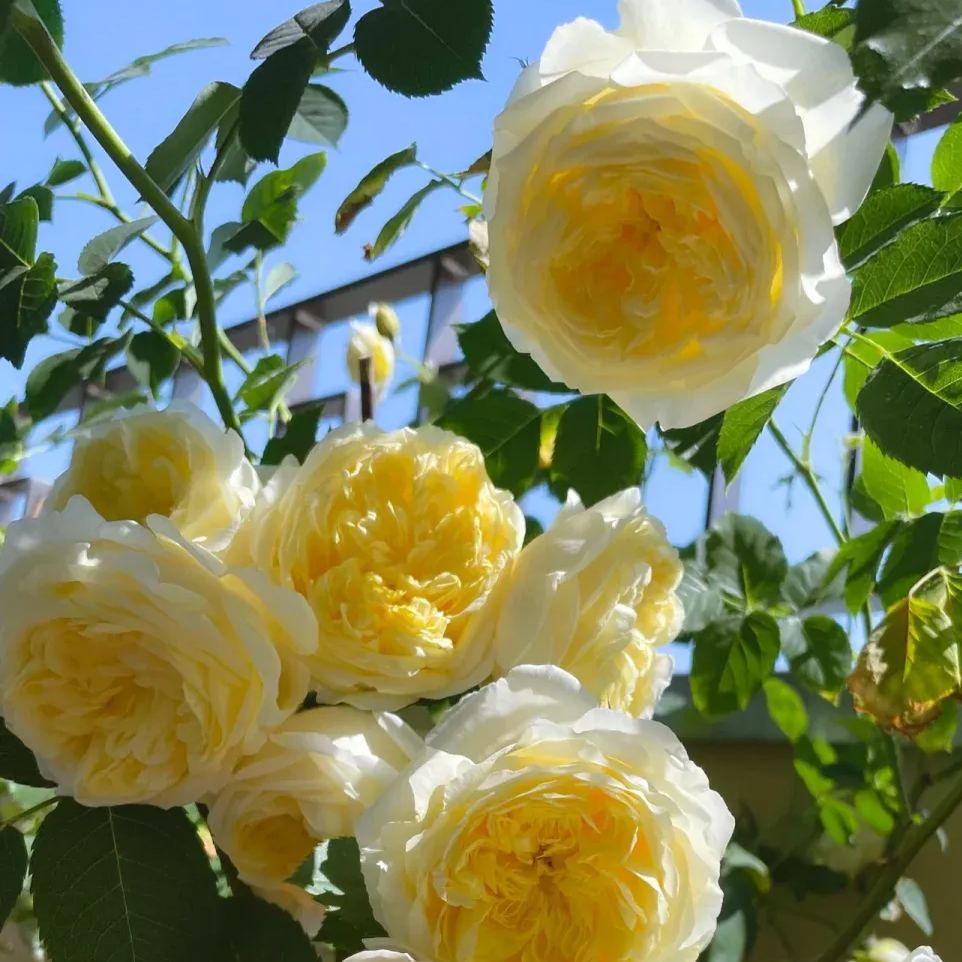 Cream Climbing Rose Seeds 
