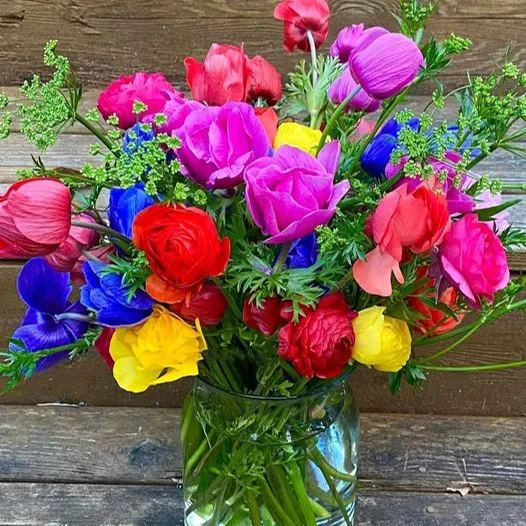 Rainbow multi-color roses seeds