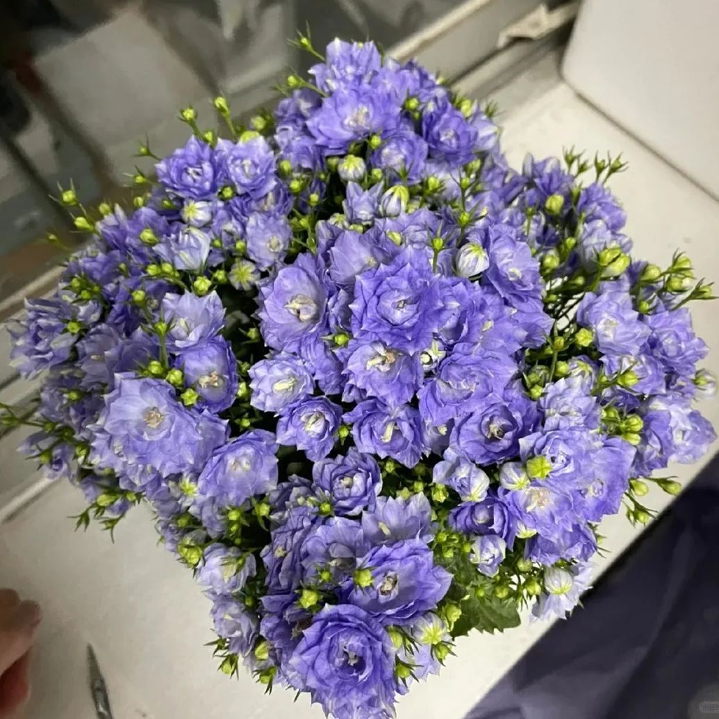 ✨Hot Selling💙Bellflower 'Blue Wonder' Campanula haylodgensis Seeds