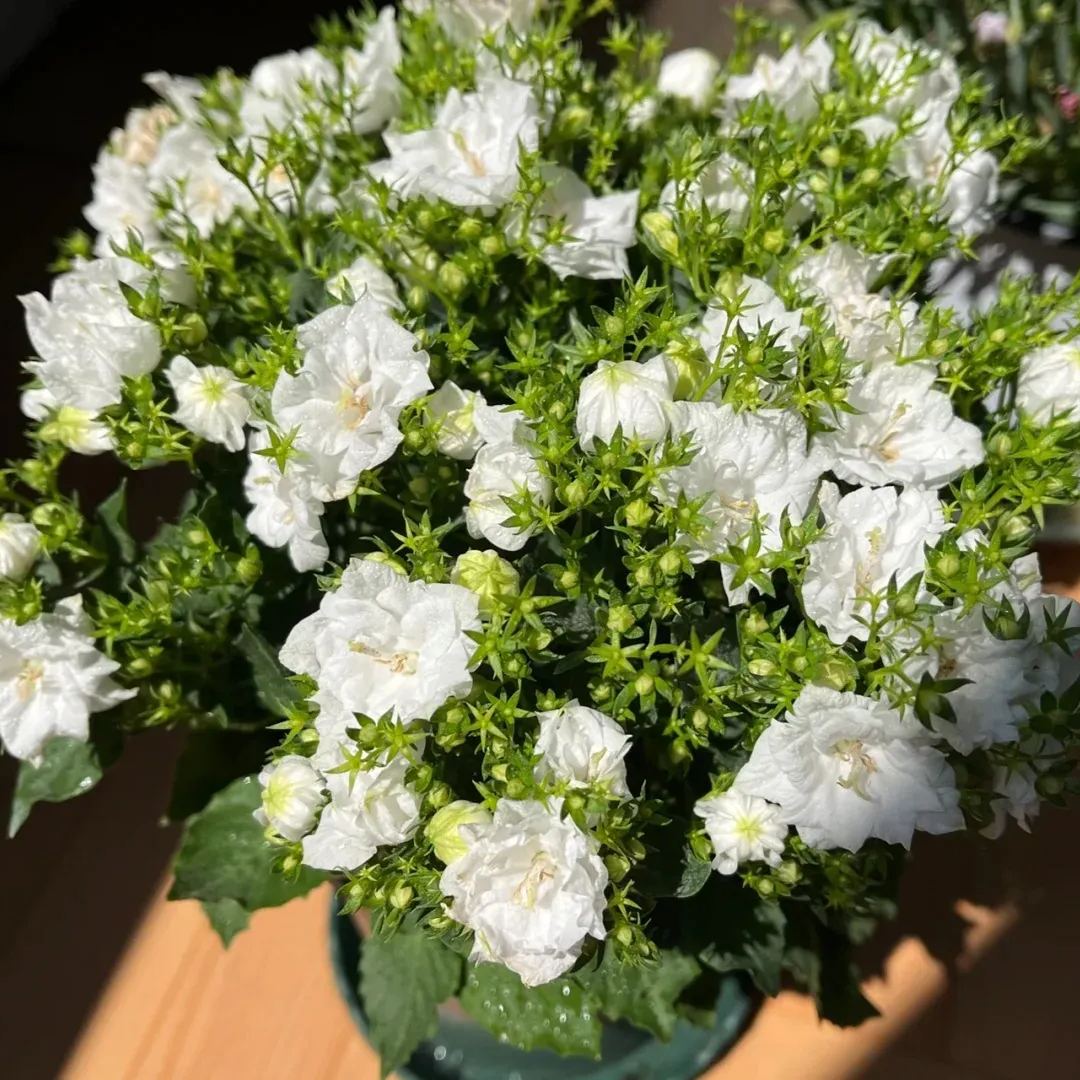 ✨Hot Selling💙Bellflower 'Blue Wonder' Campanula haylodgensis Seeds