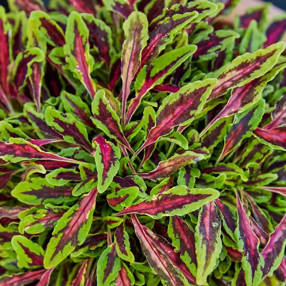 🥰Hot Selling✨Leaf Plant Coleus Seeds