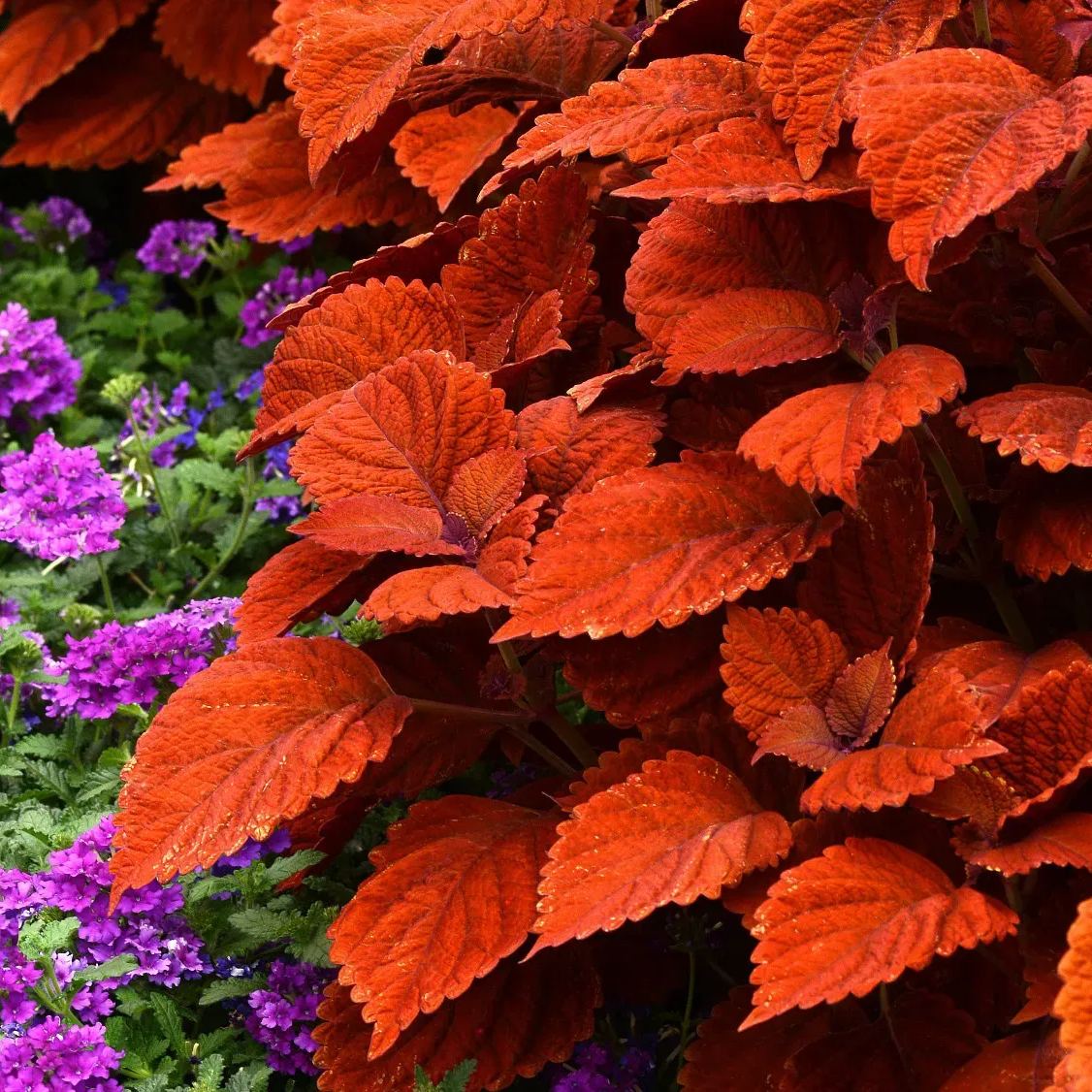 🥰Hot Selling✨Leaf Plant Coleus Seeds