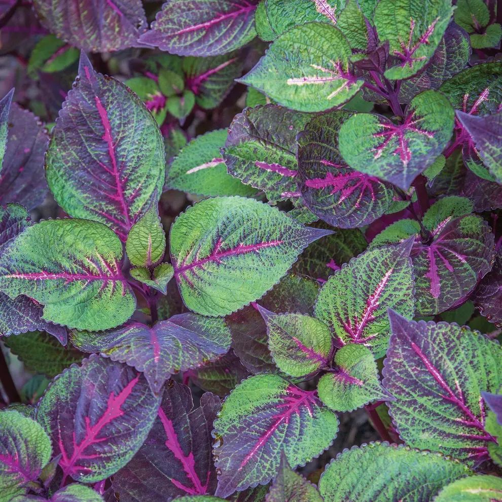 🥰Hot Selling✨Leaf Plant Coleus Seeds