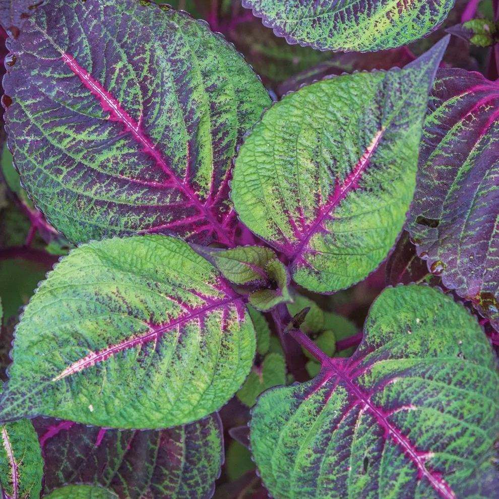 🥰Hot Selling✨Leaf Plant Coleus Seeds