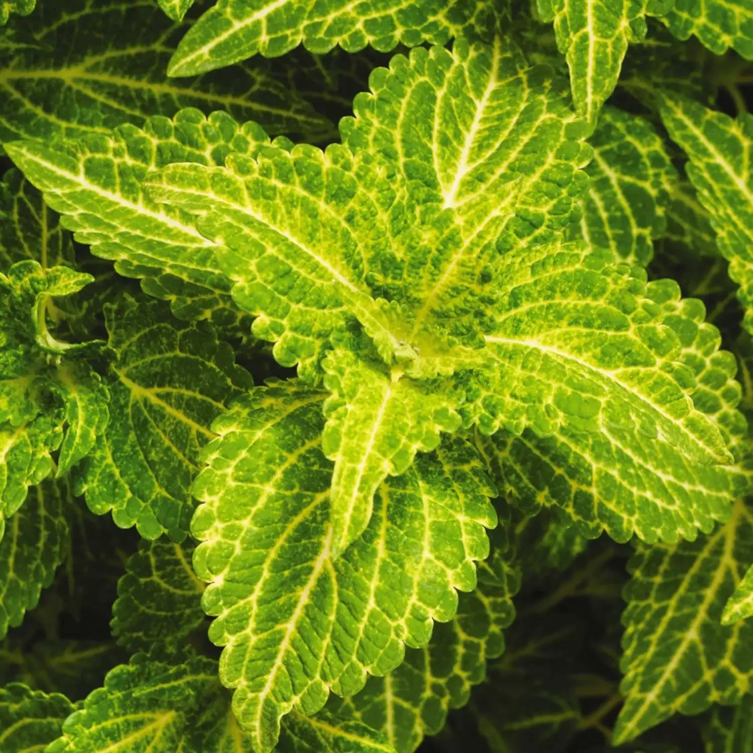 🥰Hot Selling✨Leaf Plant Coleus Seeds