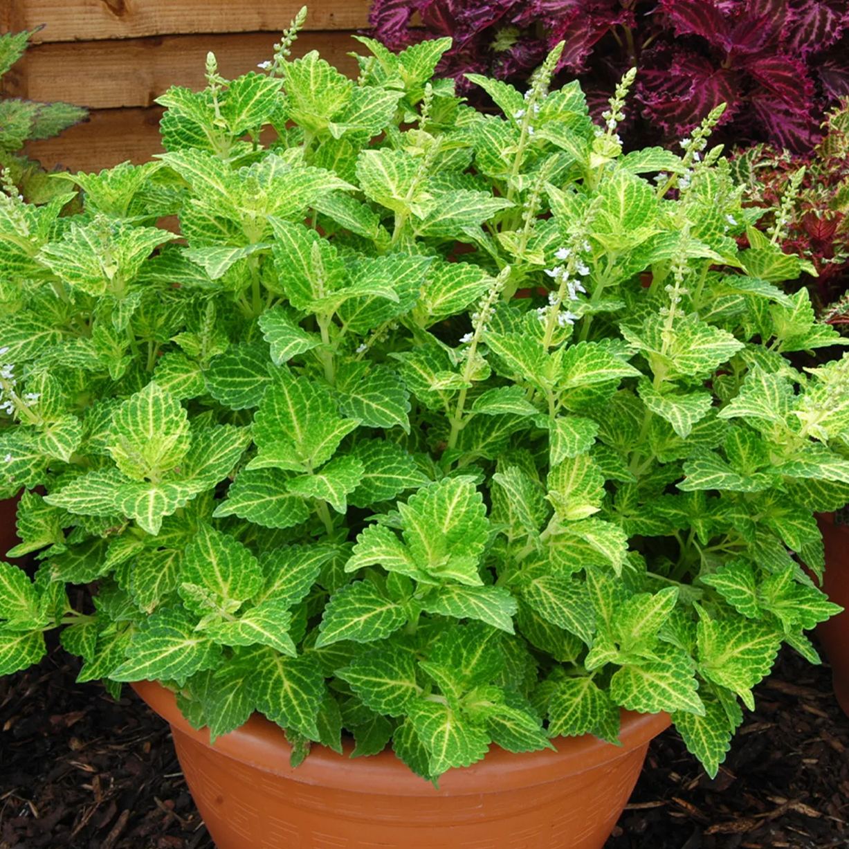 🥰Hot Selling✨Leaf Plant Coleus Seeds