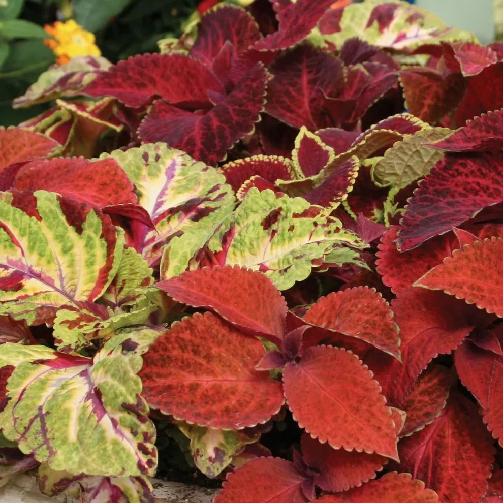🥰Hot Selling✨Leaf Plant Coleus Seeds