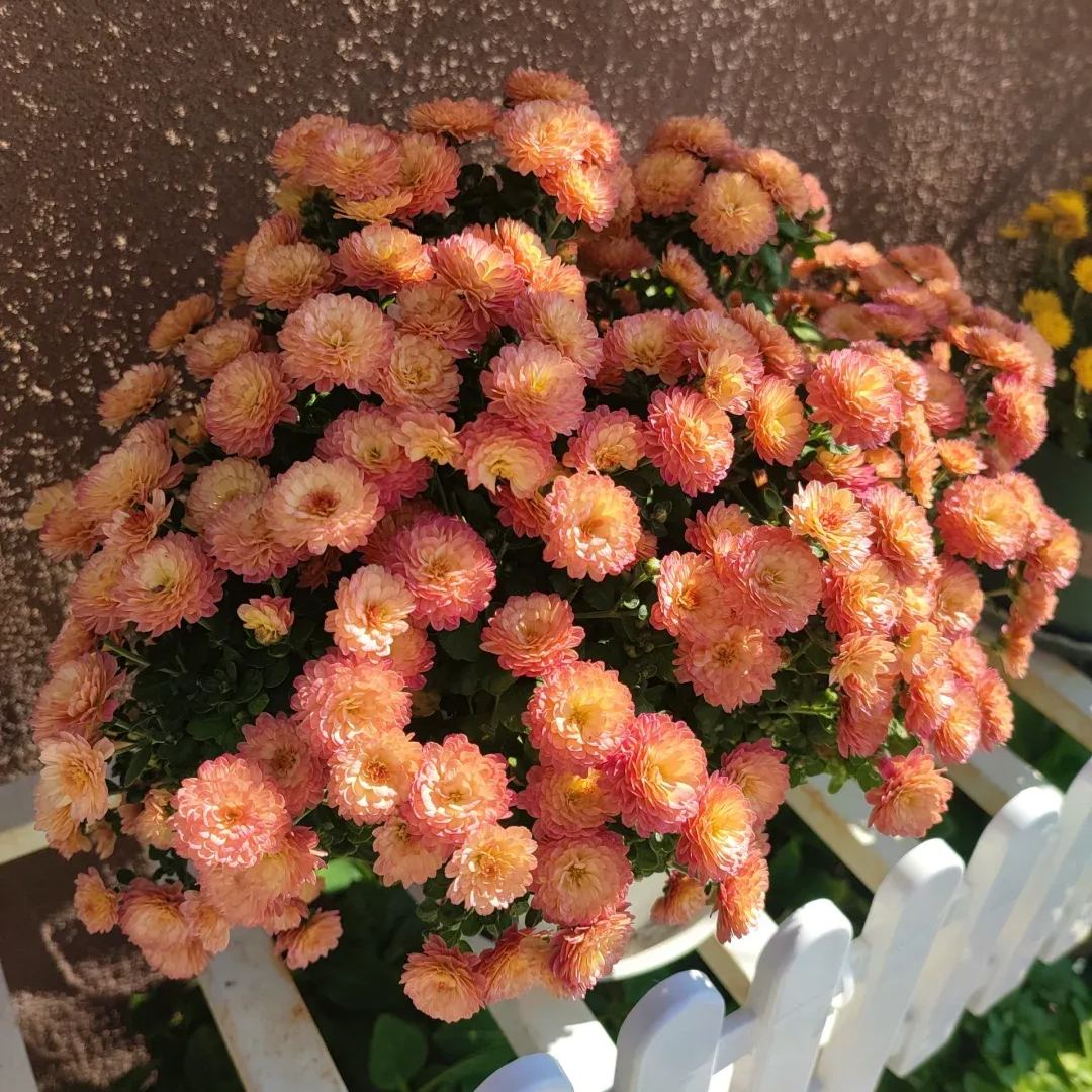 🌈Hot Sale💥Mixed Color Candy Aster Seeds 100 pcs ~ Sown In All Seasons