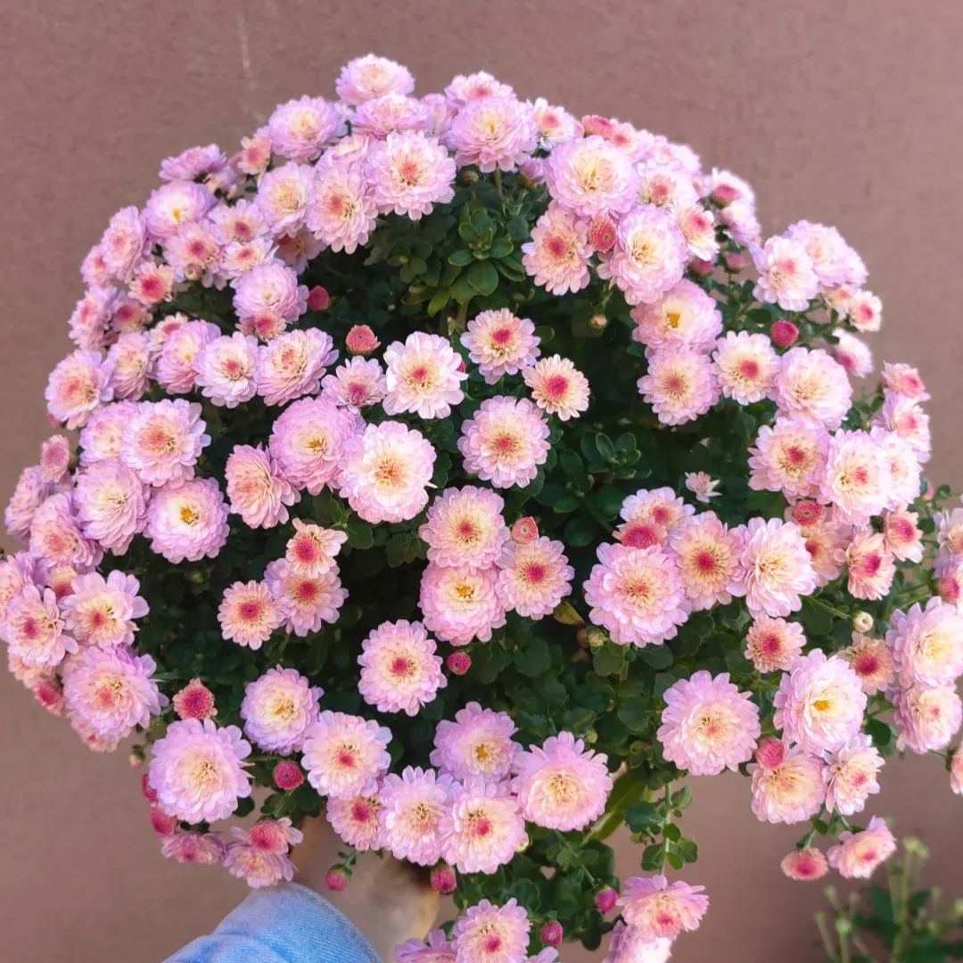 🌈Hot Sale💥Mixed Color Candy Aster Seeds 100 pcs ~ Sown In All Seasons